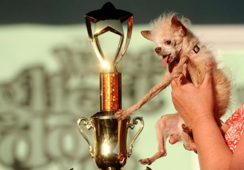 Yoda won a trophy after being crowned the winner of the 2011 World's Ugliest Dog Contest (AP)