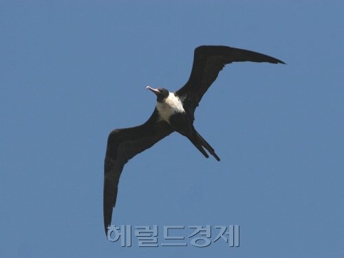 시속 400㎞…강릉 출현한 ‘군함조’ 어떤 새? - 헤럴드경제