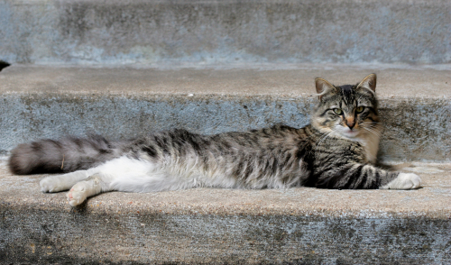 (MCT)
Cat survives after being shot with 30 bullets/ 고양이