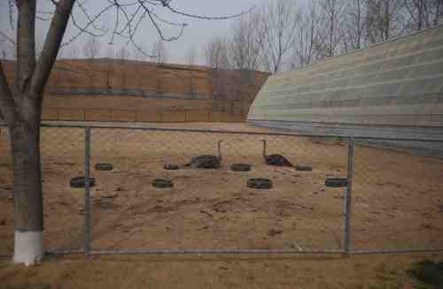 <YONHAP PHOTO-2637> In this April 14, 2011 photo, two ostriches sit together inside a pen at a large ostrich farm outside of Pyongyang, North Korea. The ostrich farm was a bold, expensive investment that has ended up making little difference in North Korea's perennial food shortage. The shortage has reached a crisis point in 2011, aid workers say, because of torrential rains, the coldest winter in 60 years and rising food prices. (AP Photo/David Guttenfelder)/2011-07-25 23:53:07/ <저작권자 ⓒ 1980-2011 ㈜연합뉴스. 무단 전재 재배포 금지.>
Two ostriches sit together inside a pen at a large ostrich farm outside Pyongyang.  AP-Yonhap News