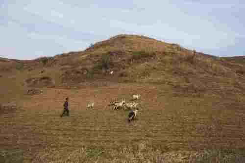 <YONHAP PHOTO-2625> In this April 17, 2011 photo, a herder walks with goats on a hillside outside of Kaesong, North Korea. North Korea's perennial food shortage has reached a crisis point in 2011, aid workers say, because of torrential rains, the coldest winter in 60 years and rising food prices. (AP Photo/David Guttenfelder)/2011-07-25 23:51:50/ <저작권자 ⓒ 1980-2011 ㈜연합뉴스. 무단 전재 재배포 금지.>
A herder walks with goats on a hillside outside of Gaeseong, North Korea.     AP-Yonhap News