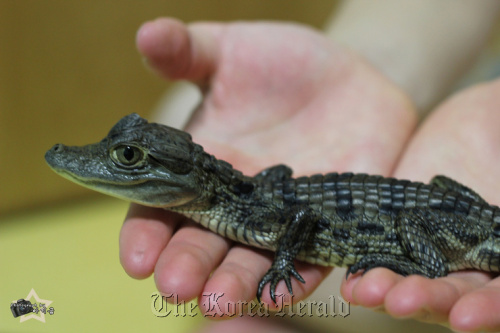 Caiman Crocodilus, one of the exotic pets reared by Jang Se-won Jang Se-won