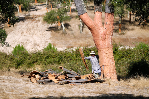 <YONHAP PHOTO-1408> Portugal Cork's Comeback - A woman gathers in a pile the bark peeled off a cork oak in Coruche, some 100 kilometers northeast of Lisbon, July 18 2011. In the centuries-old cork forests of southern Portugal, locals who for generations have harvested the bark that bungs billions of bottles of wine around the world don't think much of the rival plastic stoppers and metal screwcaps threatening their livelihoods. (AP Photo/Armando Franca)/2011-07-31 17:53:18/ <저작권자 ⓒ 1980-2011 ㈜연합뉴스. 무단 전재 재배포 금지.>\r\nA woman gathers the bark peeled off a cork oak in Coruche, some 100 kilometers northeast of Lisbon.  AP-Yonhap News