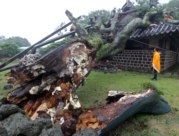 Strong winds from Typhoon Muifa broke a 600-year-old hackberry at its stump in a folk village on Jeju, Sunday. The tree fell on an ancient government office, damaging the roof of the cultural asset building. (Yonhap News)