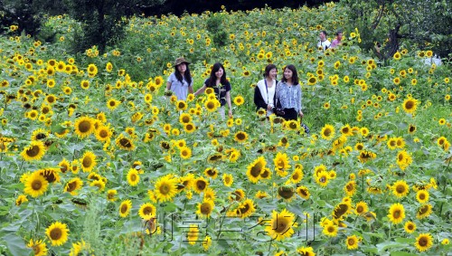 해바라기 축제<br />김명섭 기자 msiron@\r\n해바라기 축제\n김명섭 기자 msiron@