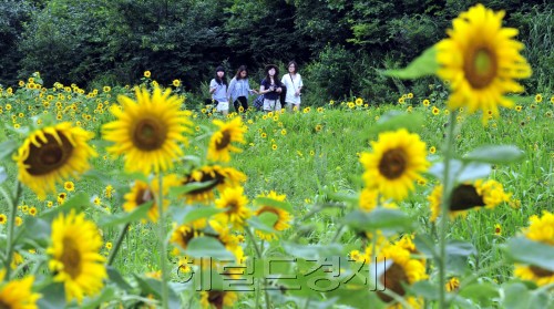 해바라기 축제<br />김명섭 기자 msiron@\r\n해바라기 축제\n김명섭 기자 msiron@