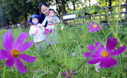 24절기 중 열네 번째 절기인 처서다. 아침 저녁으로 선선한 날씨를 보이고 있는 가운데 23일 오전 경기도 일산 호수공원을 찾은 가족이 가을꽃의 대명사인 코스모스를 보며 가을을 느끼고 있다. 박해묵 기자/mook@heraldm.com\r\n24절기 중 열네 번째 절기인 처서다. 아침 저녁으로 선선한 날씨를 보이고 있는 가운데 23일 오전 경기도 일산 호수공원을 찾은 가족이 가을꽃의 대명사인 코스모스를 보며 가을을 느끼고 있다. 박해묵 기자/mook@heraldm.com