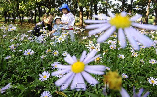 24절기 중 열네 번째 절기인 처서다. 아침 저녁으로 선선한 날씨를 보이고 있는 가운데 23일 오전 경기도 일산 호수공원을 찾은 가족이 가을국화의 한 종류인 별개미취를 보며 가을을 느끼고 있다. 박해묵 기자/mook@heraldm.com\r\n24절기 중 열네 번째 절기인 처서다. 아침 저녁으로 선선한 날씨를 보이고 있는 가운데 23일 오전 경기도 일산 호수공원을 찾은 가족이 가을국화의 한 종류인 별개미취를 보며 가을을 느끼고 있다. 박해묵 기자/mook@heraldm.com