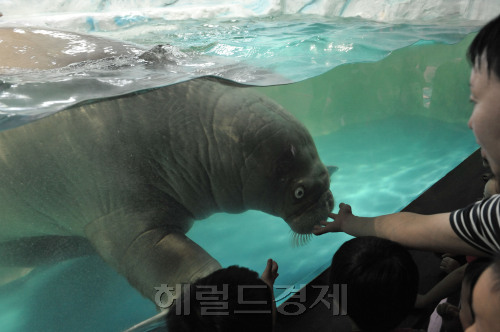 63씨월드에 바다코끼리가 입성 아이들에게 재롱을 떨고 있다. 몸길이 220센티, 몸무게 800키로의 육중한 몸짓으로 경례와 핸드키스를 하고 있다.<br />정희조 기자/checho@heraldm.com 110825\r\n63씨월드에 바다코끼리가 입성 아이들에게 재롱을 떨고 있다. 몸길이 220센티, 몸무게 800키로의 육중한 몸짓으로 경례와 핸드키스를 하고 있다.\n정희조 기자/checho@heraldm.com 110825