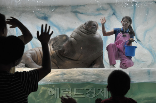63씨월드에 바다코끼리가 입성 아이들에게 재롱을 떨고 있다. 몸길이 220센티, 몸무게 800키로의 육중한 몸짓으로 경례와 핸드키스를 하고 있다.<br />정희조 기자/checho@heraldm.com 110825\r\n63씨월드에 바다코끼리가 입성 아이들에게 재롱을 떨고 있다. 몸길이 220센티, 몸무게 800키로의 육중한 몸짓으로 경례와 핸드키스를 하고 있다.\n정희조 기자/checho@heraldm.com 110825\r\n몸길이 220㎝에 몸무게가 800㎏에 달하는 거대한 바다코끼리가 서울 63빌딩 63씨월드에 등장해 경례와 손 키스 등 덩치에 맞지 않는 ‘육중한 재롱’을 떨며 어린이 관객들로부터 박수를 받고 있다. 정희조 기자/checho@heraldm.com