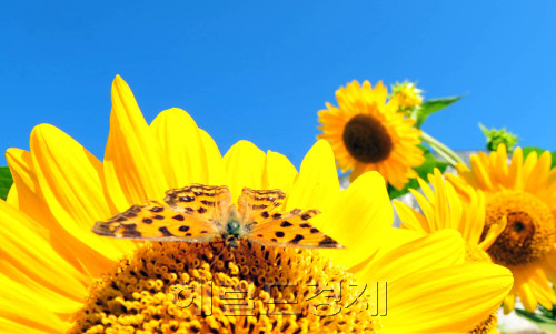 어느덧 가을이 우리곁으로 성큼 다가왔다. 청명한 가을 하늘을 보인 26일 강원도 태백시 구와우마을 해바라기밭에서 날개를 다친 나비가  가을볕을 즐기며 꿀을 빨고 있다<br />김명섭기자 msiron@\r\n어느덧 가을이 우리곁으로 성큼 다가왔다. 청명한 가을 하늘을 보인 26일 강원도 태백시 구와우마을 해바라기밭에서 날개를 다친 나비가  가을볕을 즐기며 꿀을 빨고 있다\n김명섭기자 msiron@\r\n어느덧 가을이 우리곁으로 성큼 다가왔다. 청명한 가을 하늘을 보인 26일 강원도 태백시 구와우마을 해바라기밭에서 날개를 다친 나비가  가을볕을 즐기며 꿀을 빨고 있다\n김명섭기자 msiron@\r\n어느덧 가을이 우리곁으로 성큼 다가왔다. 청명한 가을 하늘을 보인 26일 강원도 태백시 구와우마을 해바라기밭에서 날개를 다친 나비가  가을볕을 즐기며 꿀을 빨고 있다\n김명섭기자 msiron@