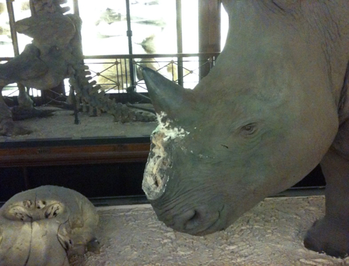 <YONHAP PHOTO-1668> RESTRICTED TO EDITORIAL USE - MANDATORY CREDIT "AFP PHOTO/ HO/ NATIONAL HISTORY MUSEUM" - NO MARKETING NO ADVERTISING CAMPAIGNS - DISTRIBUTED AS A SERVICE TO CLIENTS ? NO ARCHIVE A handout picture released on August 27, 2011 by the National History Museum shows a taxidermy rhinoceros missing its horn, in Tring. Two horns were stolen in the National History Museum, 3 months after staff replaced them by replicas. AFP PHOTO/ HO/ NATIONAL HISTORY MUSEUM /2011-08-27 23:40:27/ <저작권자 ⓒ 1980-2011 ㈜연합뉴스. 무단 전재 재배포 금지.>\r\nA taxidermy rhinoceros missing its horn at Lodon’s Natural History Museum.  AFP-Yonhap News\r\nA taxidermy rhinoceros missing its horn at Lodon’s Natural History Museum.  AFP-Yonhap News