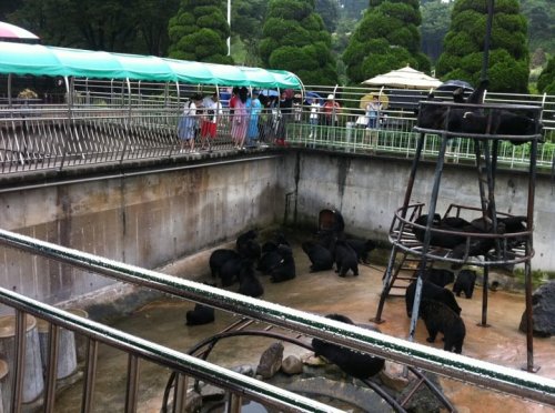 A bear enclosure at Bear Tree Park in Chungchondong.   Belynda Azhaar