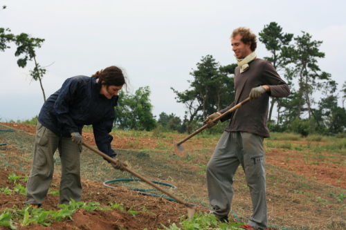 Anna Gennaro and Roberto Sella weed a field of organic cabbages on Young-I Farm in Gwangcheon, South Chungcheong Province, as\r\nthey WWOOF in Korea. (Kirsty Taylor/The Korea Herald)
