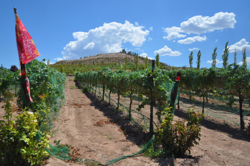 Vines are seen at\r\nAlcantara Vineyard,\r\none of the growing\r\nnumbers of wineries\r\ndrawn by the favorable\r\naltitude and soil\r\nof the Verde Valley.\r\nMCT