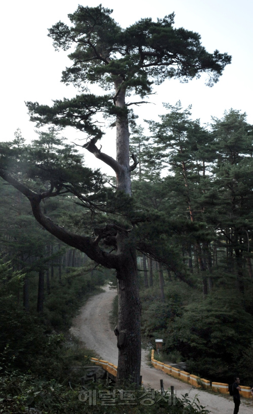 울진 소광리 금강소나무유전자 보호림.<br />정희조 기자/checho@heraldm.com 110919\r\n울진 소광리 금강소나무유전자 보호림.\n정희조 기자/checho@heraldm.com 110919