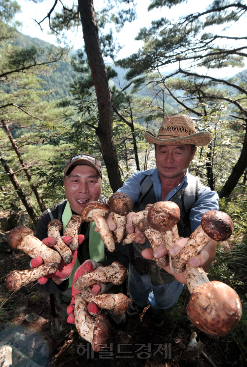 울진송이축제가 열리는 굴구지마을앞을 흐르고 있는 왕피천 인근의 송이채취장에서 채취한 송이를 들고 있는 주민들.<br />정희조 기자/checho@heraldm.com 110915\r\n울진송이축제가 열리는 굴구지마을앞을 흐르고 있는 왕피천 인근의 송이채취장에서 채취한 송이를 들고 있는 주민들.\n정희조 기자/checho@heraldm.com 110915