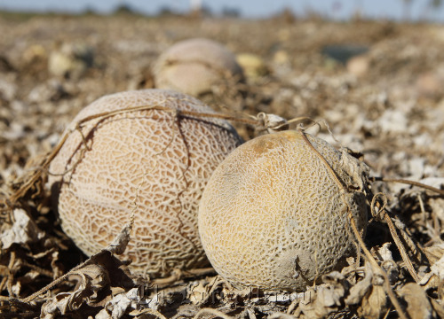 <YONHAP PHOTO-0514> Cantaloupes rot in the afternoon heat on a field on the Jensen Farms near Holly, Colo., on Wednesday, Sept. 28, 2011. The Food and Drug Administration has recalled 300,000 cases of cantaloupe grown on the Jensen Farms after connecting it with a listeria outbreak. Officials said Wednesday more illnesses and possibly more deaths may be linked to the outbreak of listeria in coming weeks. (AP Photo/Ed Andrieski)/2011-09-29 07:01:18/ <저작권자 ⓒ 1980-2011 ㈜연합뉴스. 무단 전재 재배포 금지.>\r\nCantaloupes rot in the afternoon heat on the Jensen Farms in Colorado on Wednesday.  AP-Yonhap News