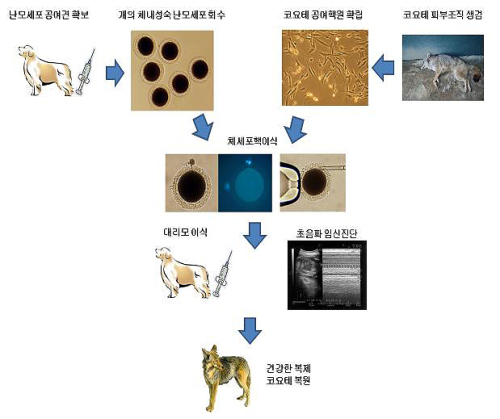 황우석 박사가 개의 난자를 이용해 코요테 복제에 성공했다.\r\n경기도의 한 관계자는 17일 “황 박사가 코요테 8마리의 복제에 성공해 이 복제된 코요테를 오늘 경기도에 기증한다”며 “동종교배로 인한 동물 복제는 여러 차례 성공했지만 이종간 교배로 동물 복제에 성공한 것은 이번이 세계 최초”라고 밝혔다.\r\n이 관계자에 따르면 황 박사는 이에 앞서 올해 개의 난자를 이용한 코요테 복제에 1차 도전해 성공했지만 복제 코요테가 1주일 만에 죽었다. 황 박사는 1차 복제에 실패한 코요테를 박제로 만들어 김문수 경기지사에게 기증한 바 있다.\r\n이어 황 박사가 2번째로 복제를 시도해 이번에 총 8마리의 코요테 복제에 성공했다. 황 박사가 복제에 성공한 코요테는 이날 오전 10시30분 경기도 용인에 있는 경기도야생동물구조센터에 기증돼 사육된다.