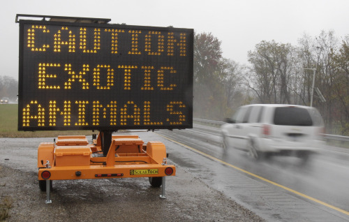 A sign warning motorists that exotic animals are on the loose rests on I-70 Wednesday, near Zanesville, Ohio. Police with assault rifles stalked a mountain lion, grizzly bear and monkey still on the loose after authorities said their owner apparently freed dozens of wild animals and then killed himself. (AP-Yonhap News)
