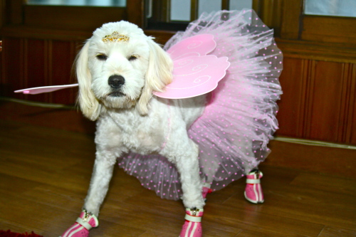 One pooch gets ready for Saturday’s contest.