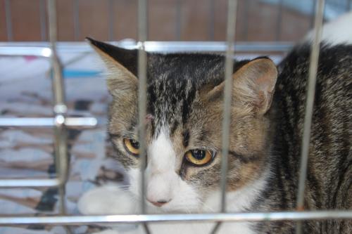 A cat sterilized by the Cat TNR program (KAPS)