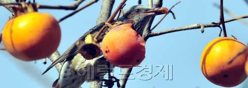 입동인 8일 오전  서울 성동구 응봉산 감나무에서 직박구리 한마리가 잘 익은 감을 먹으며 겨울을 나기위한 영양분을 축적시키고 있다.<br />김명섭 기자 msiron@\r\n입동인 8일 오전  서울 성동구 응봉산 감나무에서 직박구리 한마리가 잘 익은 감을 먹으며 겨울을 나기위한 영양분을 축적시키고 있다.\n김명섭 기자 msiron@