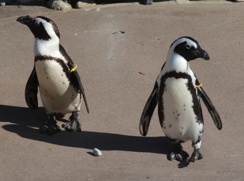 In this Nov. 4, 2011 photo, Buddy (left) and Pedro, two African penguins are seen at the Toronto Zoo. (AP)