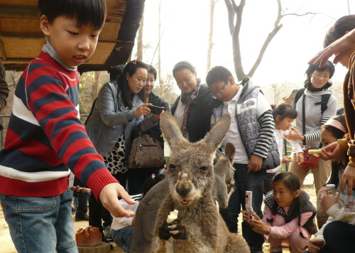 <YONHAP PHOTO-1110> 성심병원 환자 서울동물원 투어 (과천=연합뉴스) 한림대학교 성심병원 소아 및 청소년 환자들이 12일 서울대공원 초청으로 서울동물원을 관람하며 즐거운 한 때를 보내고 있다. 환자들은 서울동물원 내를 관람하며 캥거루에게 먹이주기와 코끼리 먹이주기, 아기동물과 사진 찍기등 다양한 체험프로그램을 경험했다. 서울대공원은 지난 7월 한림대병원과 MOU를 체결하고 양 기관이 동식물을 매개로 한 환자 재활보조치유 등 프로그램을 도입, 환자의 건강회복과 사회공헌활동에 적극 협력해 나가기로 했다. 2011. 11. 12 photo@yna.co.kr/2011-11-12 16:29:42/ <저작권자 ⓒ 1980-2011 ㈜연합뉴스. 무단 전재 재배포 금지.>\r\n<YONHAP PHOTO-1110> 성심병원 환자 서울동물원 투어 (과천=연합뉴스) 한림대학교 성심병원 소아 및 청소년 환자들이 12일 서울대공원 초청으로 서울동물원을 관람하며 즐거운 한 때를 보내고 있다. 환자들은 서울동물원 내를 관람하며 캥거루에게 먹이주기와 코끼리 먹이주기, 아기동물과 사진 찍기등 다양한 체험프로그램을 경험했다. 서울대공원은 지난 7월 한림대병원과 MOU를 체결하고 양 기관이 동식물을 매개로 한 환자 재활보조치유 등 프로그램을 도입, 환자의 건강회복과 사회공헌활동에 적극 협력해 나가기로 했다. 2011. 11. 12 photo@yna.co.kr/2011-11-12 16:29:42/ <저작권자 ⓒ 1980-2011 ㈜연합뉴스. 무단 전재 재배포 금지.>\r\n<YONHAP PHOTO-1110> 성심병원 환자 서울동물원 투어 (과천=연합뉴스) 한림대학교 성심병원 소아 및 청소년 환자들이 12일 서울대공원 초청으로 서울동물원을 관람하며 즐거운 한 때를 보내고 있다. 환자들은 서울동물원 내를 관람하며 캥거루에게 먹이주기와 코끼리 먹이주기, 아기동물과 사진 찍기등 다양한 체험프로그램을 경험했다. 서울대공원은 지난 7월 한림대병원과 MOU를 체결하고 양 기관이 동식물을 매개로 한 환자 재활보조치유 등 프로그램을 도입, 환자의 건강회복과 사회공헌활동에 적극 협력해 나가기로 했다. 2011. 11. 12 photo@yna.co.kr/2011-11-12 16:29:42/ <저작권자 ⓒ 1980-2011 ㈜연합뉴스. 무단 전재 재배포 금지.>\r\n<YONHAP PHOTO-1110> 성심병원 환자 서울동물원 투어 (과천=연합뉴스) 한림대학교 성심병원 소아 및 청소년 환자들이 12일 서울대공원 초청으로 서울동물원을 관람하며 즐거운 한 때를 보내고 있다. 환자들은 서울동물원 내를 관람하며 캥거루에게 먹이주기와 코끼리 먹이주기, 아기동물과 사진 찍기등 다양한 체험프로그램을 경험했다. 서울대공원은 지난 7월 한림대병원과 MOU를 체결하고 양 기관이 동식물을 매개로 한 환자 재활보조치유 등 프로그램을 도입, 환자의 건강회복과 사회공헌활동에 적극 협력해 나가기로 했다. 2011. 11. 12 photo@yna.co.kr/2011-11-12 16:29:42/ <저작권자 ⓒ 1980-2011 ㈜연합뉴스. 무단 전재 재배포 금지.>\r\n서울대공원은 한림대학교 성심병원 소아 및 청소년 환자들을 지난주 말 경기도 과천 서울대공원으로 초청, 동물원을 관람하며 하루를 보냈다.