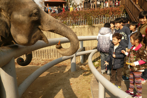 <YONHAP PHOTO-1112> 성심병원 환자 서울동물원 투어 (과천=연합뉴스) 한림대학교 성심병원 소아 및 청소년 환자들이 12일 서울대공원 초청으로 서울동물원을 관람하며 즐거운 한 때를 보내고 있다. 환자들은 서울동물원 내를 관람하며 캥거루에게 먹이주기와 코끼리 먹이주기, 아기동물과 사진 찍기등 다양한 체험프로그램을 경험했다. 서울대공원은 지난 7월 한림대병원과 MOU를 체결하고 양 기관이 동식물을 매개로 한 환자 재활보조치유 등 프로그램을 도입, 환자의 건강회복과 사회공헌활동에 적극 협력해 나가기로 했다. 2011. 11. 12 photo@yna.co.kr/2011-11-12 16:29:46/ <저작권자 ⓒ 1980-2011 ㈜연합뉴스. 무단 전재 재배포 금지.>\r\n<YONHAP PHOTO-1112> 성심병원 환자 서울동물원 투어 (과천=연합뉴스) 한림대학교 성심병원 소아 및 청소년 환자들이 12일 서울대공원 초청으로 서울동물원을 관람하며 즐거운 한 때를 보내고 있다. 환자들은 서울동물원 내를 관람하며 캥거루에게 먹이주기와 코끼리 먹이주기, 아기동물과 사진 찍기등 다양한 체험프로그램을 경험했다. 서울대공원은 지난 7월 한림대병원과 MOU를 체결하고 양 기관이 동식물을 매개로 한 환자 재활보조치유 등 프로그램을 도입, 환자의 건강회복과 사회공헌활동에 적극 협력해 나가기로 했다. 2011. 11. 12 photo@yna.co.kr/2011-11-12 16:29:46/ <저작권자 ⓒ 1980-2011 ㈜연합뉴스. 무단 전재 재배포 금지.>\r\n<YONHAP PHOTO-1112> 성심병원 환자 서울동물원 투어 (과천=연합뉴스) 한림대학교 성심병원 소아 및 청소년 환자들이 12일 서울대공원 초청으로 서울동물원을 관람하며 즐거운 한 때를 보내고 있다. 환자들은 서울동물원 내를 관람하며 캥거루에게 먹이주기와 코끼리 먹이주기, 아기동물과 사진 찍기등 다양한 체험프로그램을 경험했다. 서울대공원은 지난 7월 한림대병원과 MOU를 체결하고 양 기관이 동식물을 매개로 한 환자 재활보조치유 등 프로그램을 도입, 환자의 건강회복과 사회공헌활동에 적극 협력해 나가기로 했다. 2011. 11. 12 photo@yna.co.kr/2011-11-12 16:29:46/ <저작권자 ⓒ 1980-2011 ㈜연합뉴스. 무단 전재 재배포 금지.>\r\n<YONHAP PHOTO-1112> 성심병원 환자 서울동물원 투어 (과천=연합뉴스) 한림대학교 성심병원 소아 및 청소년 환자들이 12일 서울대공원 초청으로 서울동물원을 관람하며 즐거운 한 때를 보내고 있다. 환자들은 서울동물원 내를 관람하며 캥거루에게 먹이주기와 코끼리 먹이주기, 아기동물과 사진 찍기등 다양한 체험프로그램을 경험했다. 서울대공원은 지난 7월 한림대병원과 MOU를 체결하고 양 기관이 동식물을 매개로 한 환자 재활보조치유 등 프로그램을 도입, 환자의 건강회복과 사회공헌활동에 적극 협력해 나가기로 했다. 2011. 11. 12 photo@yna.co.kr/2011-11-12 16:29:46/ <저작권자 ⓒ 1980-2011 ㈜연합뉴스. 무단 전재 재배포 금지.>
