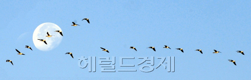 반짝 추위가 기승을 부린 가운데 겨울 철새 기러기떼가 경기도 파주시 임진각 하늘에서 편대를 이뤄 비행하고 있다.<br />김명섭 기자 msiron@\r\n반짝 추위가 기승을 부린 가운데 겨울 철새 기러기떼가 경기도 파주시 임진각 하늘에서 편대를 이뤄 비행하고 있다.\n김명섭 기자 msiron@\r\n반짝 추위가 기승을 부린 가운데 겨울 철새 기러기떼가 경기도 파주시 임진각 하늘에서 편대를 이뤄 비행하고 있다.\n김명섭 기자 msiron@\r\n반짝 추위가 기승을 부린 14일 오후 겨울철새 기러기떼가 경기도 파주시 임진각 하늘에서 희미한 달을 배경으로 편대비행을 하고 있다. 	 김명섭 기자/msiron@heraldm.com