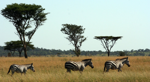 A trio of zebra marches across the great plains of the Serengeti at Singita Grumeti Reserve. (MCT)