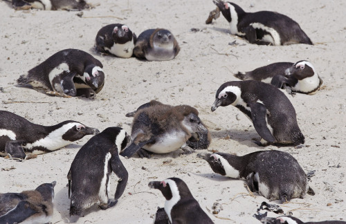 <YONHAP PHOTO-0453> File: in this photo taken Thursday March 17, 2011 African penguins bask on the Boulders Beach, in Simonstown, South Africa. Because of climate change one could not imageine the Cape of Good Hope without penguins. Climate change could mean unthinkable loss for South Africa, which hosts talks on global warming that will bring government negotiators, scientists and lobbyists from around the world to the coastal city of Durban next week. (AP Photo/Schalk van Zuydam-File)/2011-11-24 06:01:41/ <저작권자 ⓒ 1980-2011 ㈜연합뉴스. 무단 전재 재배포 금지.>
African penguins bask on Boulders Beach in South Africa on March 17. AP-Yonhap News