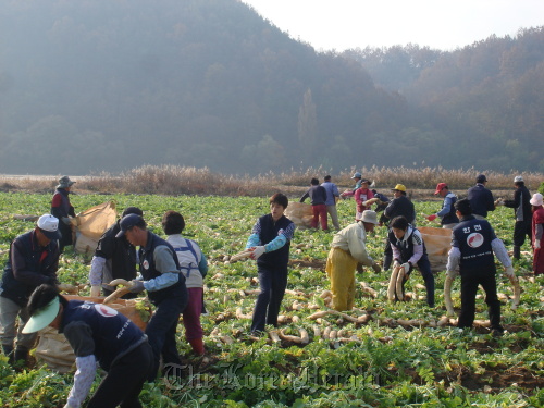 Members of KEPCO’s volunteer corps help farmers harvest radishes in a village in Yecheon, North Gyeongsang Province.        KEPCO
Members of KEPCO’s volunteer corps help farmers harvest radishes in a village in Yecheon, North Gyeongsang Province.        KEPCO