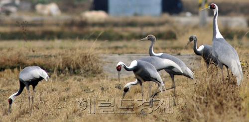 서울을 비롯한 중부지방에 한파주의보가 계속되고 있는 2일 오전겨울철새인 재두루미(천연기념물 제203호)가 경기도 김포평야를 찾아 추수가 끝난 논에서 먹이활동을 하고 있다. <br />김명섭 기자 msiron@\r\n흰 목을 갖고 있는 재두루미(천연기념물 제203호)가 서울, 경기 인근에서 보이면 날은 추워진다. 1일 경기도 김포평야에 재두루미가 찾아 왔다. 인간이 땅 매립을 하다 보니 재두루미가 찾아와도 놀 곳이 없다. 겨우 농약이 섞인 벼 이삭을 먹는 게 전부다. 한 해 20여마리의 재두루미가 한반도를 찾아오는 게 고작이다.  김명섭 기자/msiron@
