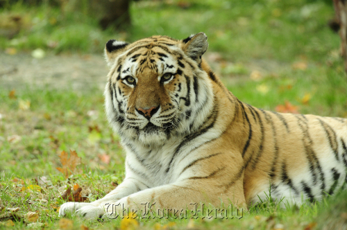 A Siberian tiger.     Bloomberg