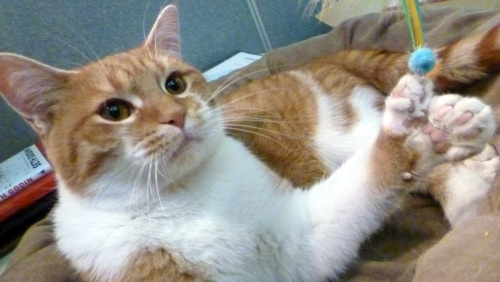 Daniel, a cat with two extra toes on each of his feet (AP-Yonhap News)