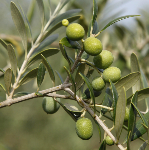 <YONHAP PHOTO-0387> In this June 27, 2011 photo, an olive branch with olives soon ready to be harvested are seen on an olive farm in Lakeland, Ga. There's not much of it, but owners of a Georgia farm are giving a taste of the state's first homegrown olive oil in more than a century. (AP Photo/The Valdosta Daily Times, Paul Leavy)/2011-12-11 06:48:13/ <저작권자 ⓒ 1980-2011 ㈜연합뉴스. 무단 전재 재배포 금지.>
A branch with olives ready to be harvested is seen on a farm in Lakeland, Georgia on June 27.      AP-Yonhap News