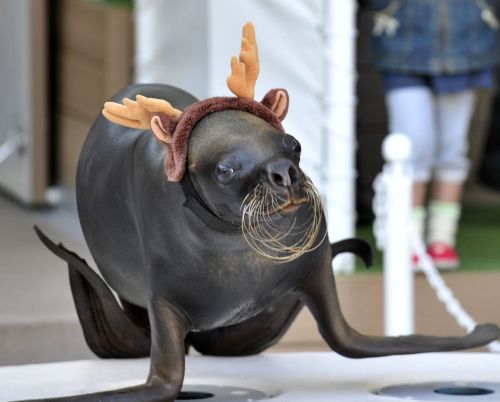 <YONHAP PHOTO-1615> A sea lion wearing antlers performs at the Sunshine International Aquarium for the seasonal attraction, which will be held through out to Christmas Day, in Tokyo on December 12, 2011. The aquarium celebrated its one million guests since the park reopened this August. AFP PHOTO / Yoshikazu TSUNO /2011-12-12 19:00:01/ <저작권자 ⓒ 1980-2011 ㈜연합뉴스. 무단 전재 재배포 금지.>\r\n<YONHAP PHOTO-1615> A sea lion wearing antlers performs at the Sunshine International Aquarium for the seasonal attraction, which will be held through out to Christmas Day, in Tokyo on December 12, 2011. The aquarium celebrated its one million guests since the park reopened this August. AFP PHOTO / Yoshikazu TSUNO /2011-12-12 19:00:01/ <저작권자 ⓒ 1980-2011 ㈜연합뉴스. 무단 전재 재배포 금지.>