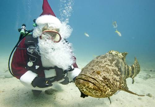 <YONHAP PHOTO-0114> Spencer Slate, dressed in a Santa Claus suit, watches a goliath grouper while diving in the Florida Keys National Marine Sanctuary off Key Largo, Florida, December 18, 2011. Slate, who is the owner of a Florida Keys dive shop, periodically wears the costume during the holiday season, providing underwater photo opportunities with his customers. Picture taken December 18, 2011. REUTERS/Bob Care/Florida Keys News Bureau/Handout (SOCIETY) FOR EDITORIAL USE ONLY. NOT FOR SALE FOR MARKETING OR ADVERTISING CAMPAIGNS. THIS IMAGE HAS BEEN SUPPLIED BY A THIRD PARTY. IT IS DISTRIBUTED, EXACTLY AS RECEIVED BY REUTERS, AS A SERVICE TO CLIENTS/2011-12-20 05:51:05/ <저작권자 ⓒ 1980-2011 ㈜연합뉴스. 무단 전재 재배포 금지.>\r\n<YONHAP PHOTO-0114> Spencer Slate, dressed in a Santa Claus suit, watches a goliath grouper while diving in the Florida Keys National Marine Sanctuary off Key Largo, Florida, December 18, 2011. Slate, who is the owner of a Florida Keys dive shop, periodically wears the costume during the holiday season, providing underwater photo opportunities with his customers. Picture taken December 18, 2011. REUTERS/Bob Care/Florida Keys News Bureau/Handout (SOCIETY) FOR EDITORIAL USE ONLY. NOT FOR SALE FOR MARKETING OR ADVERTISING CAMPAIGNS. THIS IMAGE HAS BEEN SUPPLIED BY A THIRD PARTY. IT IS DISTRIBUTED, EXACTLY AS RECEIVED BY REUTERS, AS A SERVICE TO CLIENTS/2011-12-20 05:51:05/ <저작권자 ⓒ 1980-2011 ㈜연합뉴스. 무단 전재 재배포 금지.>