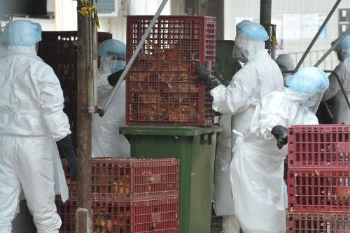 <YONHAP PHOTO-1079> Workers wearing protective gear place chickens into a plastic bin, where they will be gassed, at a live chicken distribution centre in Hong Kong on December 21, 2011. Hong Kong culled 17,000 chickens and suspended live poulty imports for 21 days after three birds tested positive for the deadly H5N1 strain of bird flu virus. AFP PHOTO / AARON TAM /2011-12-21 14:21:21/ <저작권자 ⓒ 1980-2011 ㈜연합뉴스. 무단 전재 재배포 금지.>
Workers place chickens into containers to be gassed in Hong Kong on Wednesday. AFP-Yonhap News