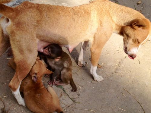 <YONHAP PHOTO-1724> The dog Mintu, a mother of seven puppies, breastfeeds a young monkey in Bishwanathpur village, some 300 kilometres ( 180 miles) northeast of Dhaka on December 21,2011. Scores of people visit Shipar Reza house to see the unusual bond between the two animals. AFP PHOTO/ STR /2011-12-21 19:35:52/ <저작권자 ⓒ 1980-2011 ㈜연합뉴스. 무단 전재 재배포 금지.>\r\n<YONHAP PHOTO-1724> The dog Mintu, a mother of seven puppies, breastfeeds a young monkey in Bishwanathpur village, some 300 kilometres ( 180 miles) northeast of Dhaka on December 21,2011. Scores of people visit Shipar Reza house to see the unusual bond between the two animals. AFP PHOTO/ STR /2011-12-21 19:35:52/ <저작권자 ⓒ 1980-2011 ㈜연합뉴스. 무단 전재 재배포 금지.>