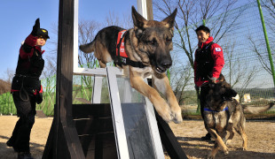 특수견/ ‘귀신잡는 특수犬’ 어떻게 길러지나 했더니