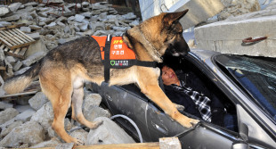 특수견/ ‘귀신잡는 특수犬’ 어떻게 길러지나 했더니