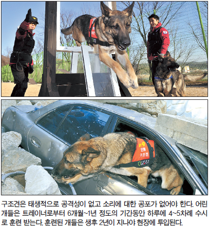 동물/온순한 삽살개는 ‘리딩독’…야생성 진돗개는 ‘사냥견’
