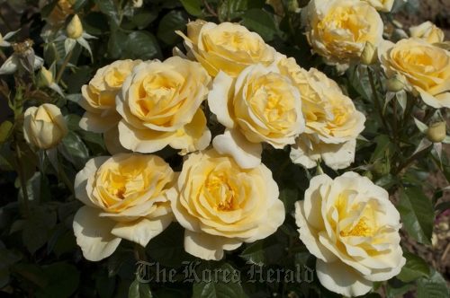 Sunshine Daydream is a 2012 All-America rose featured in the Rose Parade on Jan. 2.  All-America Rose Selections-MCT