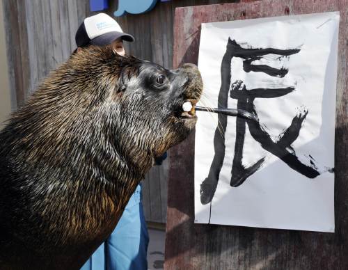 <YONHAP PHOTO-1487> A sea lion named "Jay" writes the word "dragon" in Chinese characters as part of a New Year's attraction at the Hakkeijima Sea Paradise aquarium in Yokohama, suburban Tokyo on January 3, 2012. The "Year of the Dragon", according to the 12-year cycle lunar calender, will be celebrated by China and other parts of Asia later this month. TOPSHOTS AFP PHOTO / Yoshikazu TSUNO /2012-01-03 20:02:55/ <저작권자 ⓒ 1980-2012 ㈜연합뉴스. 무단 전재 재배포 금지.>\r\n<YONHAP PHOTO-1487> A sea lion named "Jay" writes the word "dragon" in Chinese characters as part of a New Year's attraction at the Hakkeijima Sea Paradise aquarium in Yokohama, suburban Tokyo on January 3, 2012. The "Year of the Dragon", according to the 12-year cycle lunar calender, will be celebrated by China and other parts of Asia later this month. TOPSHOTS AFP PHOTO / Yoshikazu TSUNO /2012-01-03 20:02:55/ <저작권자 ⓒ 1980-2012 ㈜연합뉴스. 무단 전재 재배포 금지.>