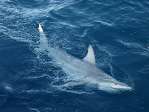 This undated handout photo from the New South Wales Department of Primary Industries shows a hybrid black tip shark containing both common and Australian black tip DNA in Australian waters. (AFP)