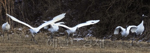 계속되는 영하의 강추위 속에서 천연기념물 제 202호 두루미가 경기도 연천군 율이리에서 우아한 비행을 하고 있다.<br />연천= 김명섭 기자msiron@\r\n계속되는 영하의 강추위 속에서 천연기념물 제 202호 두루미가 경기도 연천군 율이리에서 우아한 비행을 하고 있다.\n연천= 김명섭 기자msiron@\r\n수천년을 이어온 고고한 자태