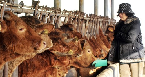 A farmer feeds cattle at a stable in Gimpo, west of Seoul, on Thursday. (Kim Myung-sub/The Korea Herald)